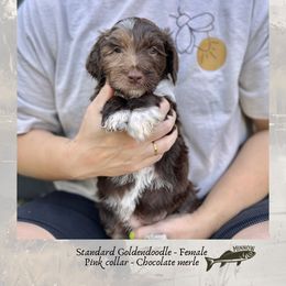 Minnow - Merle female Goldendoodle puppy in Garland, Texas from Twilight Doodles