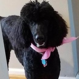 Haley - Poodle