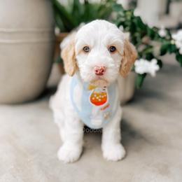 Captain - Yachties - Caramel cream male Australian Labradoodle puppy in Syracuse, Indiana from The Doodle Cove