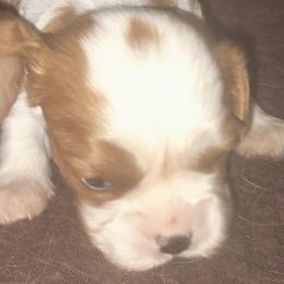 Chip - Blenheim male Cavalier King Charles Spaniel puppy in Franklin, North Carolina from Cavaliers of the County Macon
