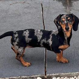 Onyx - Dachshund