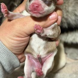 Girl 3 - Chocolate female Pomsky puppy in Aberdeen, Idaho from Willow Creek Cresteds