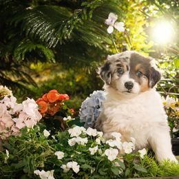 Australian Shepherd Puppies from Polkaussies
