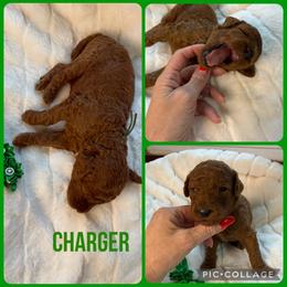 Charger - Red  male Poodle puppy in Mount Vernon, Illinois from AMC Poodles