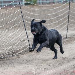 Absinthe - Black female Labrador Retriever puppy in Dixon, California from Rosslyn Labradors (Rose-Line)