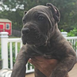 Orange Collar - Gray brindle female Cane Corso puppy in North Chesterfield, Virginia from TrinityForce Cane Corso