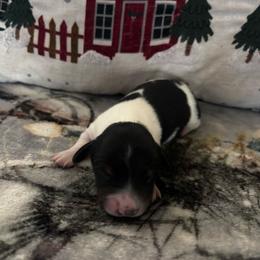 Dustin - Piebald male Dachshund puppy in Dorchester, Texas from Texas Mini Dachs