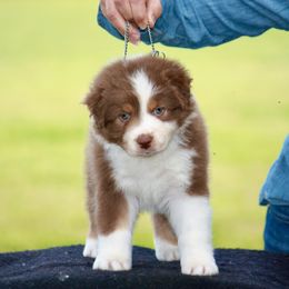 "Timber" Australian Shepherd Puppies from Blackwater Australian Shepherds