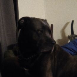 Freya  - Cane Corso