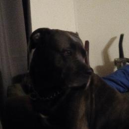 Freya  - Cane Corso