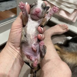 BMF- pink (Name TBD) - Blue merle female Australian Shepherd puppy in Hayward, California from Grissom’s Aussies