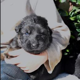 Male 2 - Black and red male German Shepherd puppy in New Jersey from Stahlhaus ( Previously Buffelbach Farmstead Shepherds)