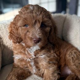 Everest - Caramel red female Australian Labradoodle puppy in Oregon from Forever Loyal Labradoodles