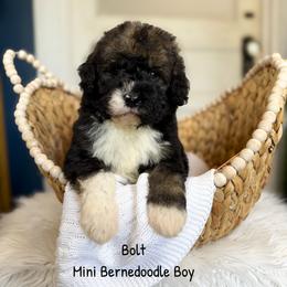 Bolt - Tri-color male Bernedoodle puppy in Grove, Oklahoma from Guinn Family Farms