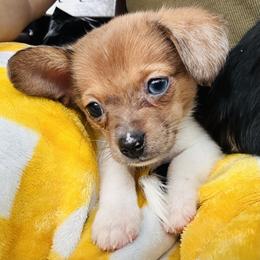 Zack - Brindle male Companion Cross puppy in Garvin, Oklahoma from Hochatown Awesome Aussies