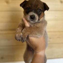 Red - Red mottled male Australian Cattle Dog puppy in Oberlin, Kansas from Hangin R Kennels