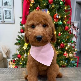 Burgundy - Red  female Goldendoodle puppy in Bakersfield, California from Lavish Doodles