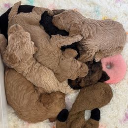 Bordoodle puppies from Poo's Doo's & Inu's