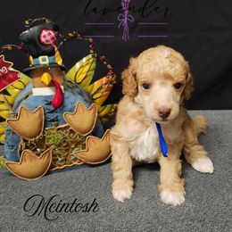 Mcintosh - Red  male Poodle puppy in Mancelona, Michigan from Lavender poodles & doodles