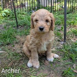 Archer - Golden male Cockapoo puppy in Sunset, Louisiana from Cano Cockapoos