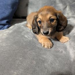Rosie - Red female Dachshund puppy in Aiken, South Carolina from Paragon Puppies