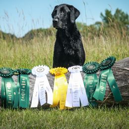 Labrador Retrievers from Swede Grove Retrievers