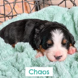 3rd pick - female - Black rust and white female Bernese Mountain Dog puppy in Fitzgerald, Georgia from Southern Charm Bernese