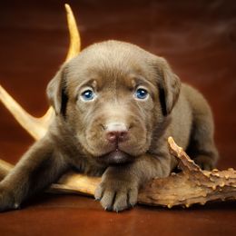 Labrador Retriever Puppies from Whiskey River Labradors