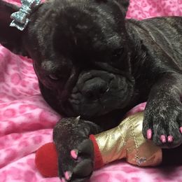 French Bulldogs from OoLaLa Frenchies