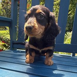Frankie - Black and tan male Dachshund puppy in Coopersburg, Pennsylvania from Barks and Burrows