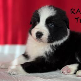 RA1 - Black tri-color male Australian Shepherd puppy in Ada, Ohio from Windy Hill Aussies