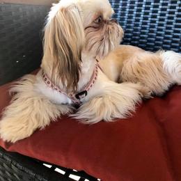 Shih Tzu Puppies from Pams precious shih tzus