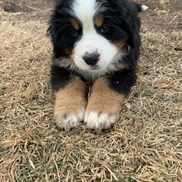 Bernese Mountain Dogs from Diaz Farm