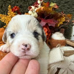 Taffy - Blue merle and white female American Corgi puppy in Paxton, Illinois from McGovern Family Corgis