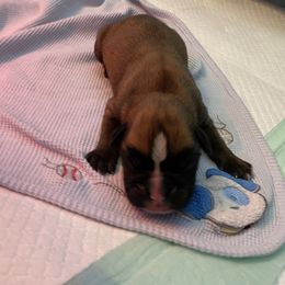 Boxer Puppies from Primo Amore Boxers