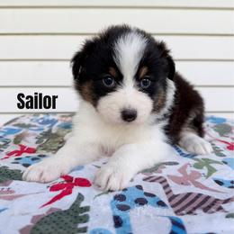 Sailor - Black tri-color female Australian Shepherd puppy in Kearney, Nebraska from Helix Aussies
