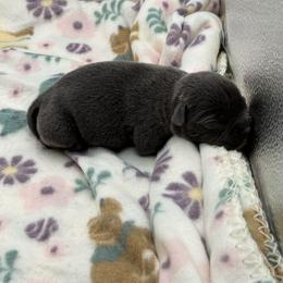 Female 1 - Blue female Staffordshire Bull Terrier puppy in Lakeland, Florida from Blueline Staffords