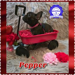 Pepper - Black female French Bulldog puppy in Griffin, Georgia from Hazel Sky Kennel