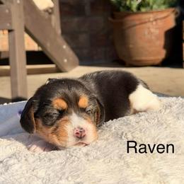 Raven - Black tan and white female Beagle puppy in Mansfield, Missouri from Rippee Creek Kennel