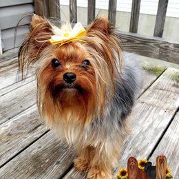 Kiwi - Yorkshire Terrier