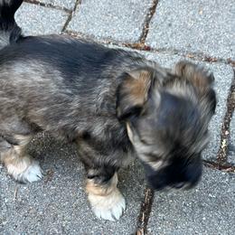 Willow - Salt and pepper female Miniature Schnauzer puppy in Port Orchard, Washington from Silver Bells Miniature Schnauzers