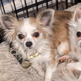 Chihuahuas from D's Darling AKC Long Hair Chihuahuas