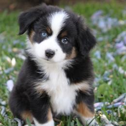 Expresso - Black tri female Miniature American Shepherd puppy in South El Monte, California from Red Moon Mini Aussies