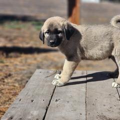 Central Asian Shepherd Dog and Kangal Puppies from VSH Kangal Dogs