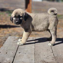 Central Asian Shepherd Dog and Kangal Puppies from VSH Kangal Dogs