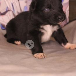 Garma - Black & white male Australian Shepherd puppy in Colorado Springs, Colorado from Dawn 2 Dusk Ranch