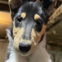 Girl 1 - Black white and tan female Collie puppy in Hardwick Township, New Jersey from Creekwood Collies