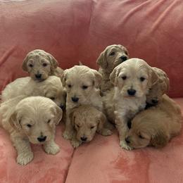 Goldendoodle puppies from Goldendoodles of Vanhoy Farms