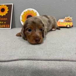 Daisy - Dapple female Dachshund puppy in Wayland, Iowa from CR Kennels