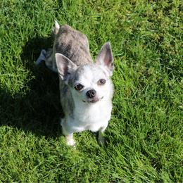 Lacey - Chihuahua
